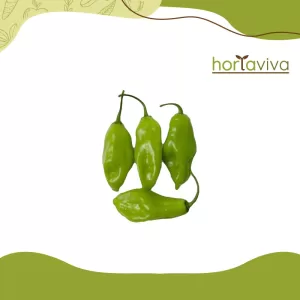 Pimenta de cheiro - grama