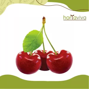 Acerola – kg