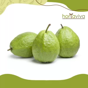 Goiaba – kg