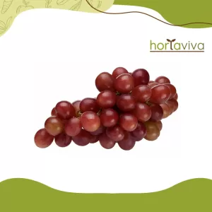 Uva rubi - kg
