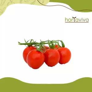 Tomate – kg