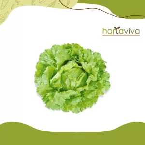 Alface americana – pé