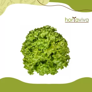 Alface crespa – pé