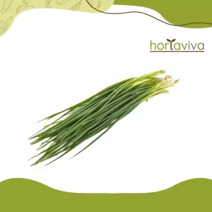 Cebolinha – mol