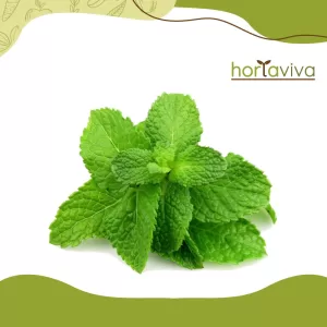 Hortelã – mol