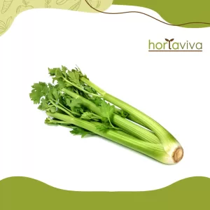 Salsão regional – mol